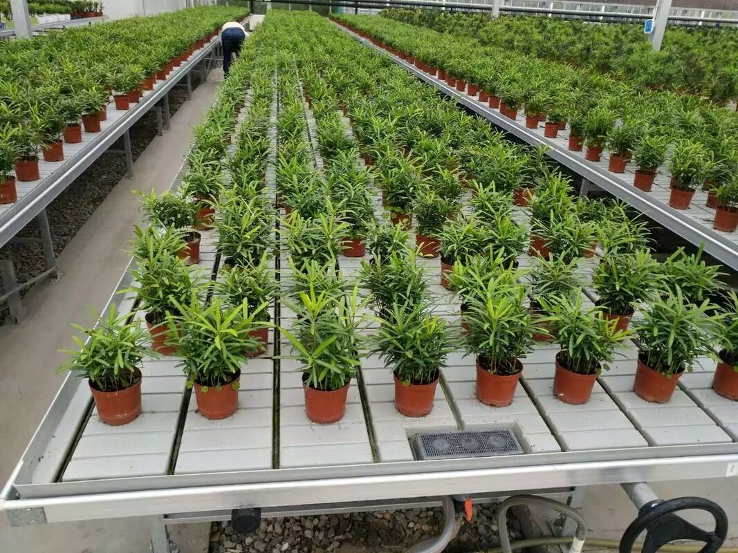 फ्लावर ग्रीनहाउस सीडलिंग के लिए टेबल फ्लड ट्रे रोलिंग ईब और फ्लो बेंच ग्रो करें